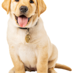 A cheerful yellow Labrador Retriever puppy sits facing forward with its mouth open and tongue out, wearing a collar with a shiny tag.