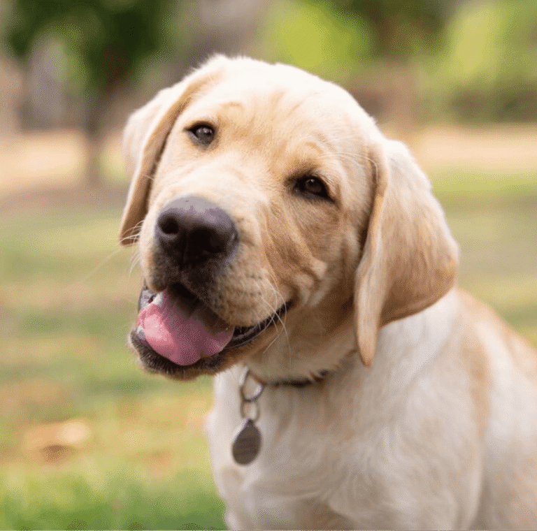 A friendly yellow Labrador retriever tilts its head and looks at the camera with its mouth open, showing its tongue, whilst standing outdoors on a green grassy area.
