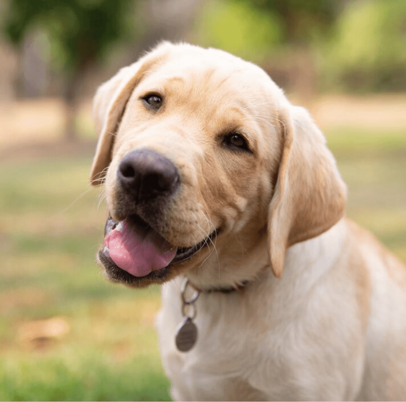 A friendly yellow Labrador retriever tilts its head and looks at the camera with its mouth open, showing its tongue, whilst standing outdoors on a green grassy area.