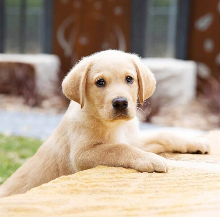 A yellow Labrador Retriever puppy rests its front paws on a stone surface, looking directly at the camera with a curious expression. The blurred outdoor background features lush greenery and natural wooden elements.