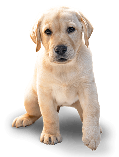 A light yellow Labrador Retriever puppy sits on a white background, gazing forward with a curious and playful expression.
