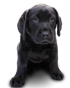 A black Labrador Retriever puppy sits facing forward, gazing up with big, soulful eyes against a plain white background.