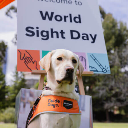 A yellow Labrador in an orange “Guide Dogs” vest sits before a sign reading “Welcome to World Sight Day”, with trees and greenery in the background.