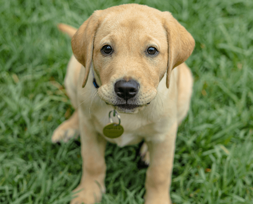 A yellow Labrador Retriever puppy with a collar and tag sits on green grass, looking up with a curious and gentle expression.