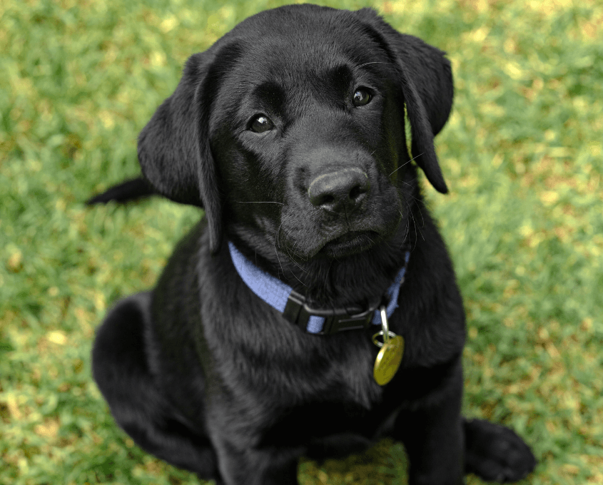 A black Labrador Retriever puppy with a blue collar and yellow tag sits on green grass, looking up with a curious expression.