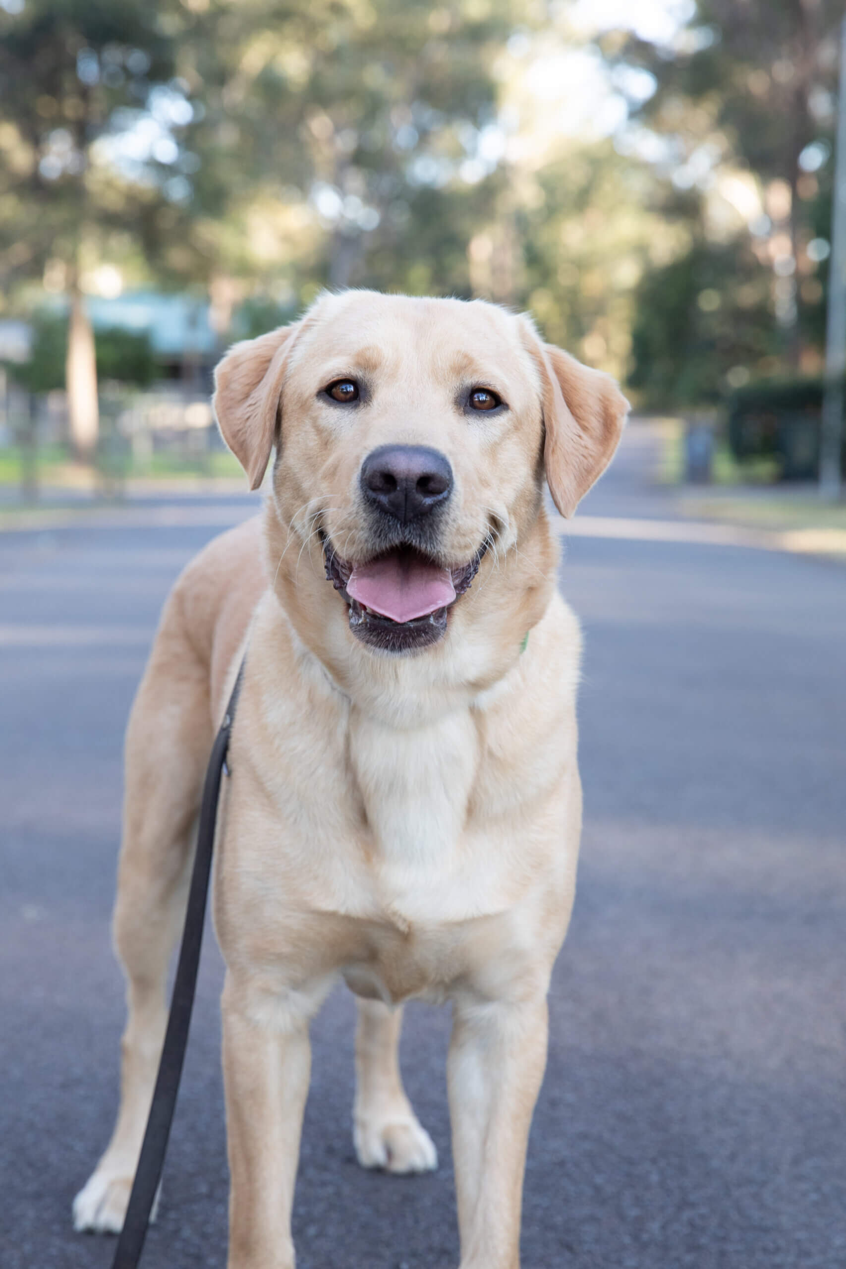 A light brown Labrador retriever stands on a paved road, looking at the camera with its mouth open and tongue out. The dog is wearing a lead, and there are trees and houses blurred in the background.