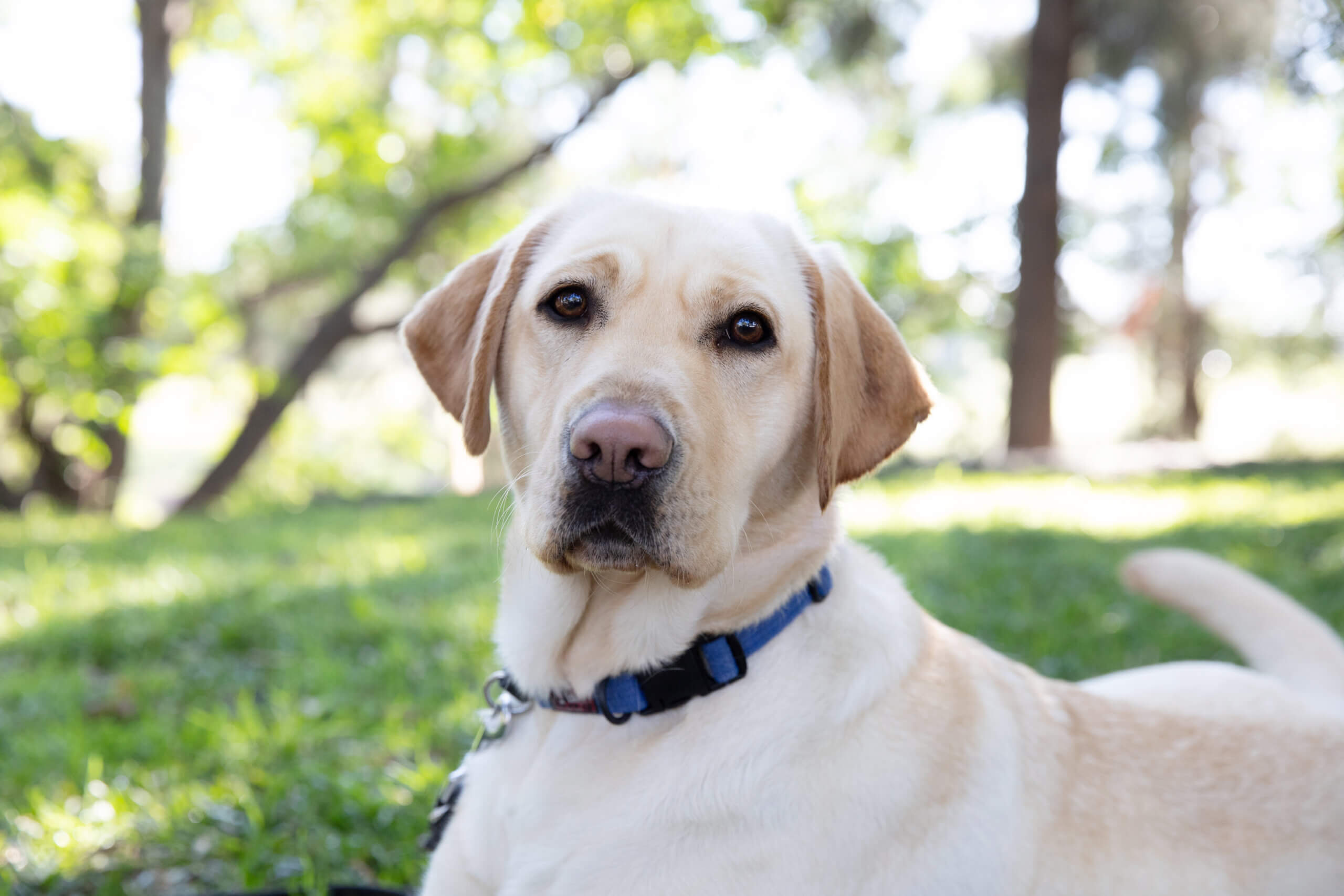 A yellow Labrador Retriever with a blue collar lies on green grass in a sunlit park, looking directly at the camera. Trees and greenery are blurred in the background.