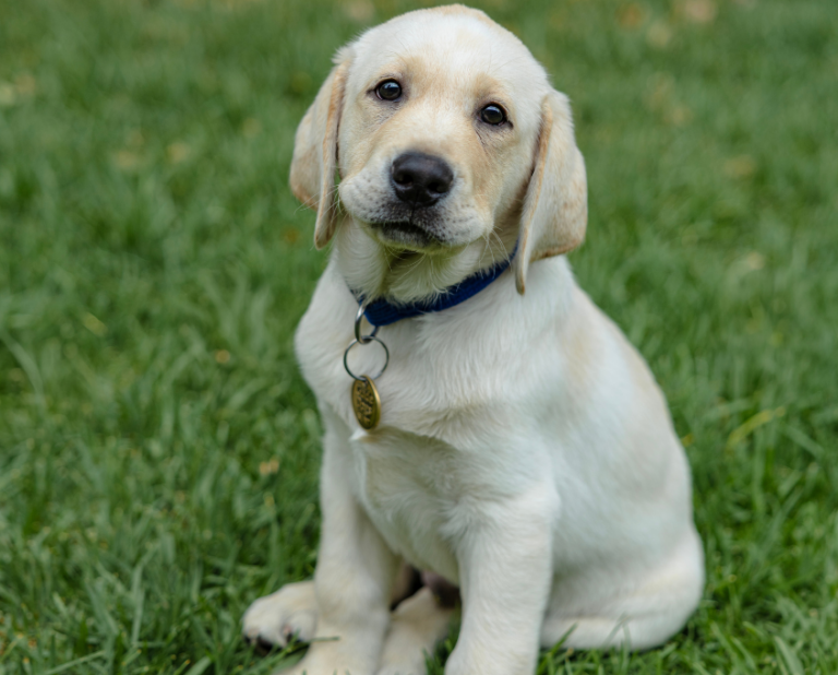 A yellow Labrador Retriever puppy with a blue collar and tag sits on green grass, looking up with a gentle expression.