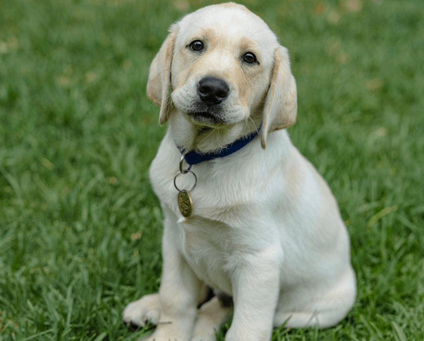 A yellow Labrador Retriever puppy with a blue collar and tag sits on green grass, looking up with a gentle expression.