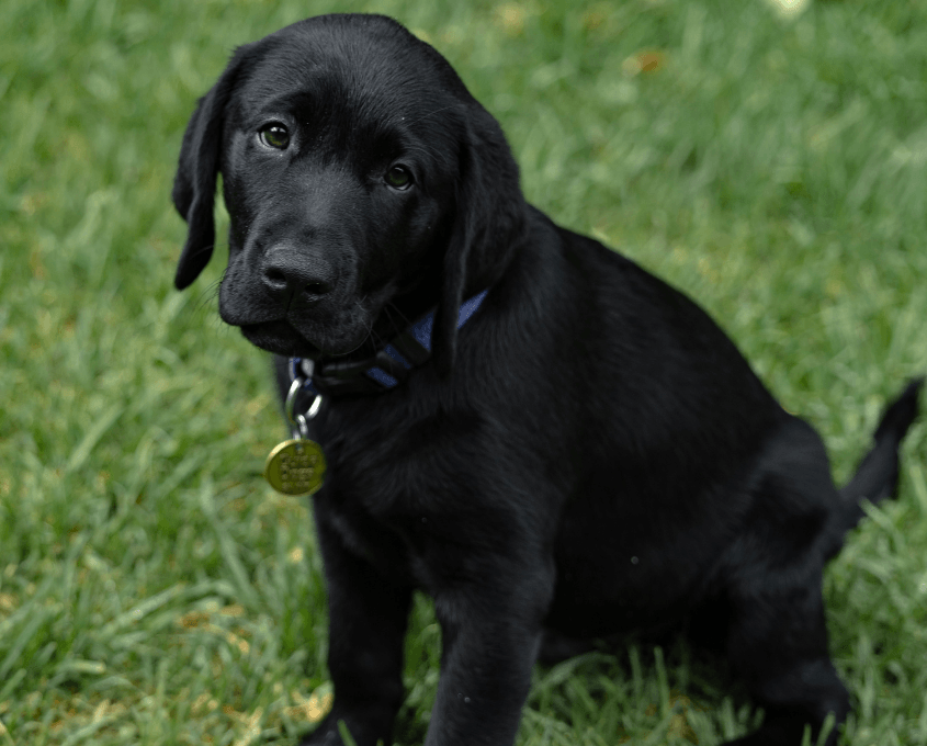 A black Labrador Retriever puppy with a blue collar and round tag sits on green grass, tilting its head and looking up with a curious expression.