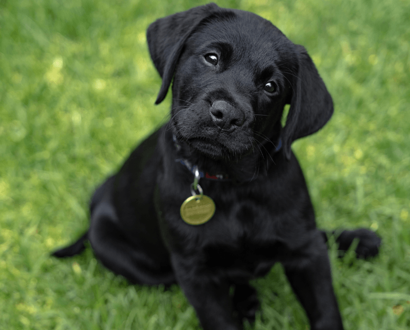 A black Labrador Retriever puppy with a collar and tag sits on green grass, tilting its head and looking up with a curious expression.
