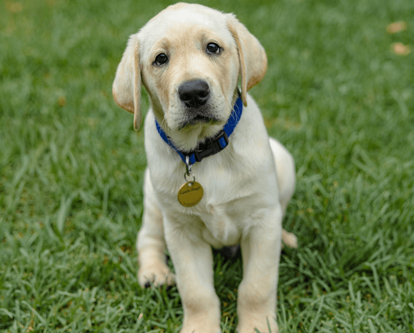 A yellow Labrador Retriever puppy sits on green grass, looking up with soft eyes. The puppy wears a blue collar with a round gold tag.