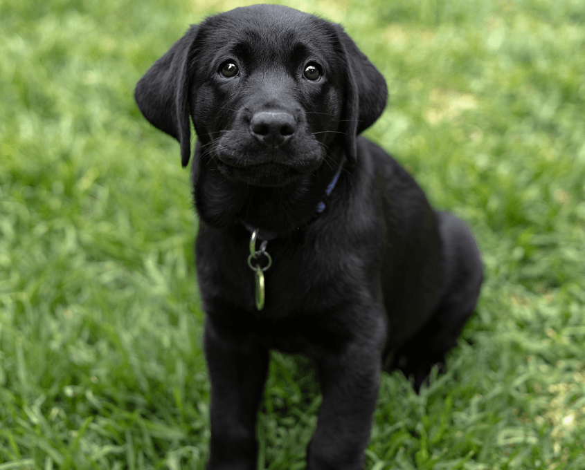 A black Labrador Retriever puppy with a blue collar sits on green grass, looking up with a curious expression.