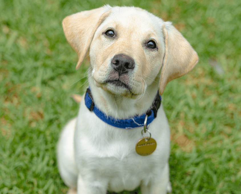 A yellow Labrador Retriever puppy with a blue collar and name tag sits on green grass, looking up with a curious expression.