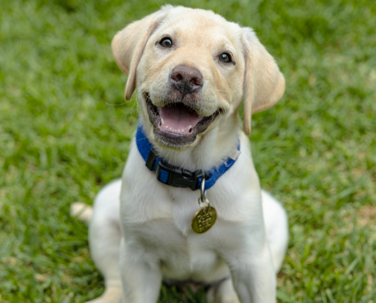 A happy yellow Labrador Retriever puppy with a blue collar and a name tag sits on green grass, looking up and smiling.