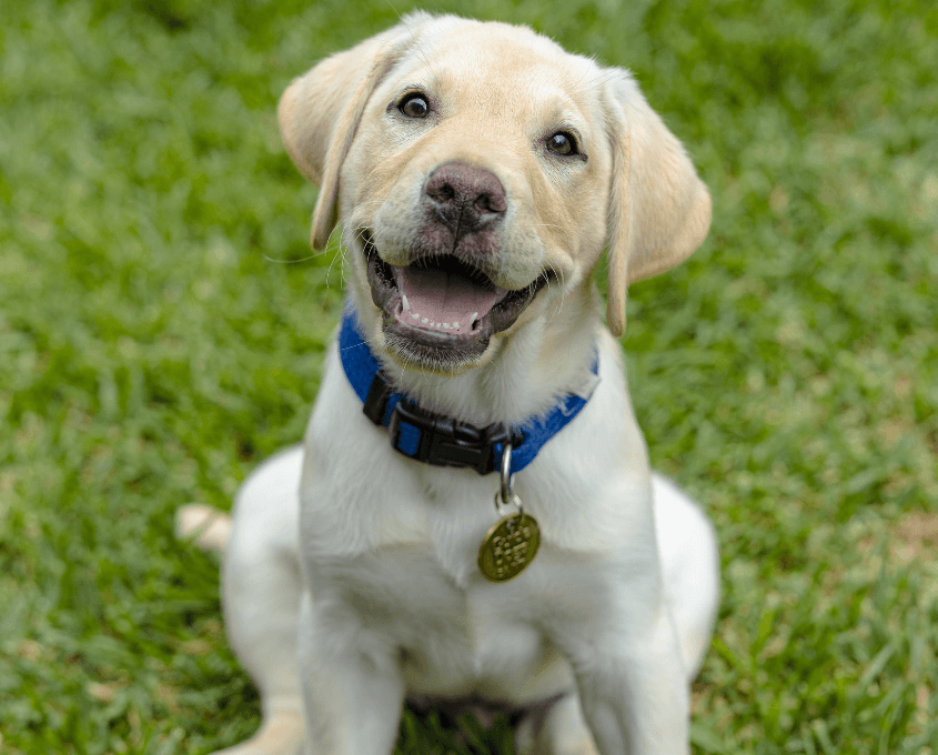A happy yellow Labrador Retriever puppy with a blue collar and a name tag sits on green grass, looking up and smiling.
