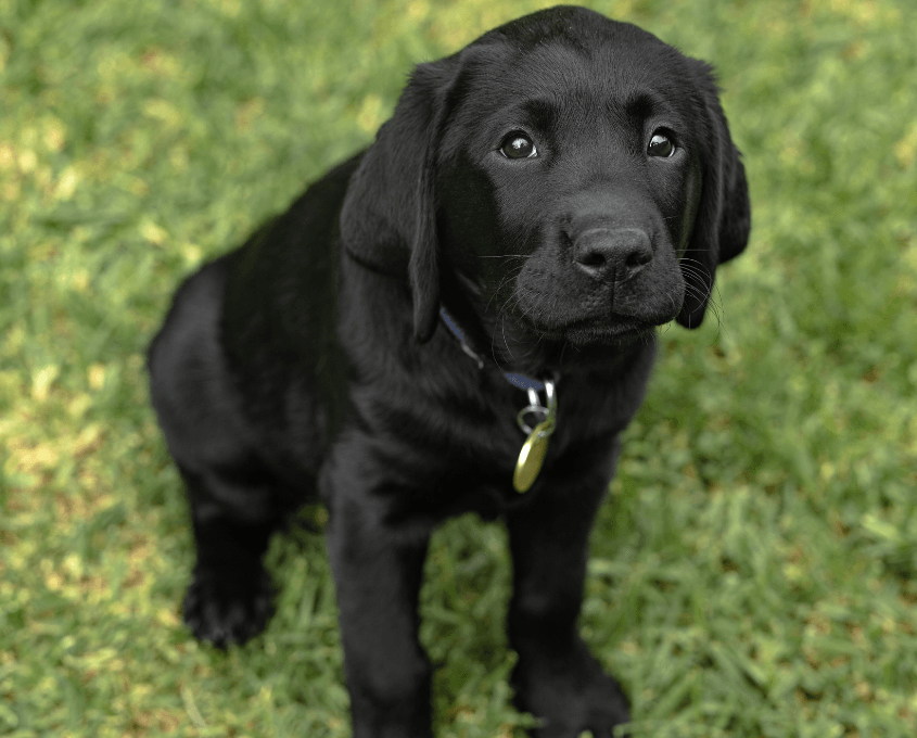 A black Labrador Retriever puppy with a shiny coat and a collar sits on green grass, looking up with big, expressive eyes.