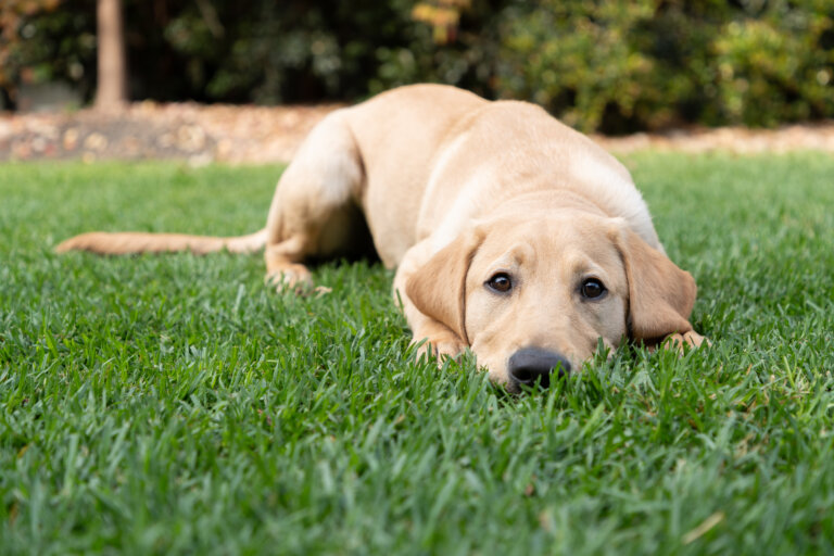 A yellow Labrador retriever puppy lies down with its head resting on green grass, looking up with wide, gentle eyes. The background shows out-of-focus trees and plants.