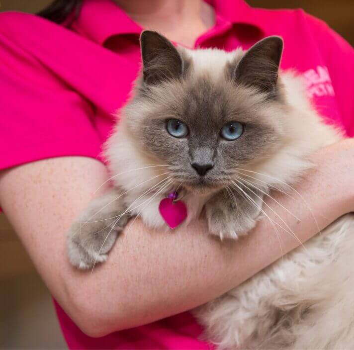 A fluffy grey and white cat with blue eyes is being held by a person in a bright pink shirt. The cat wears a collar with a pink heart-shaped tag.