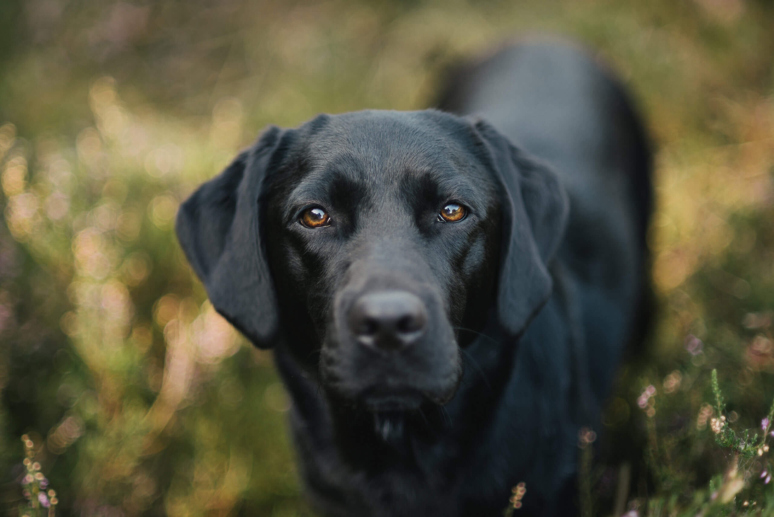 A close-up of a black Labrador Retriever standing outdoors on grass, looking directly at the camera with soft brown eyes. The background is blurred with green and yellow tones.