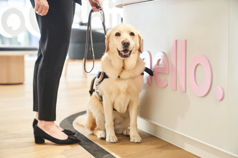 A guide dog wearing a harness sits beside a person in black trousers and heels, next to a counter with large pink letters spelling hello. The dog looks forward with a friendly expression.