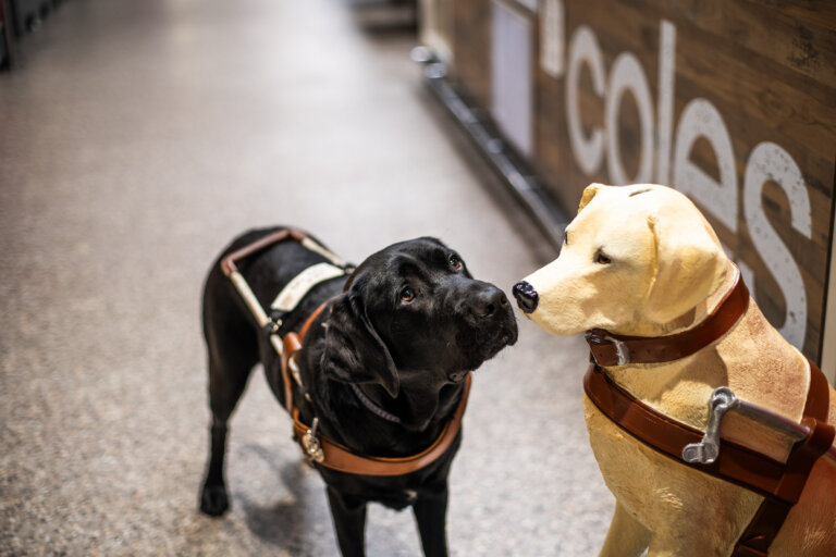 A black guide dog wearing a harness stands next to a yellow guide dog statue, also harnessed, inside a shop near a sign that partially reads coles.