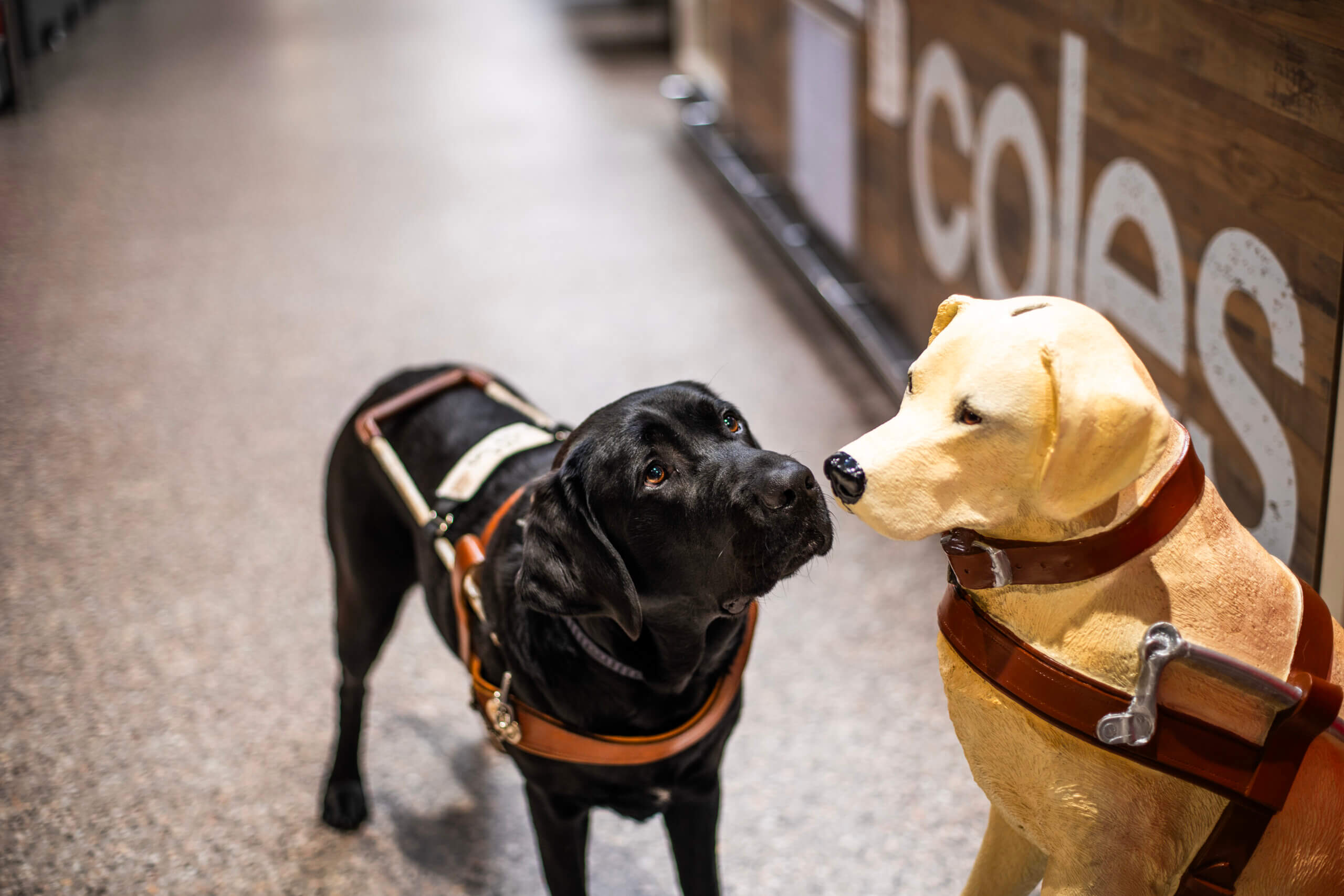 A black guide dog wearing a harness stands next to a yellow guide dog statue, also harnessed, inside a shop near a sign that partially reads coles.