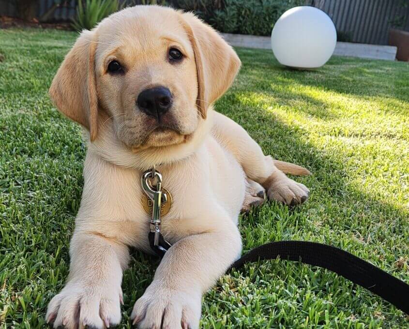 A yellow Labrador puppy with a collar and lead lies on green grass, looking curiously at the camera. There is a white spherical object and plants in the background.