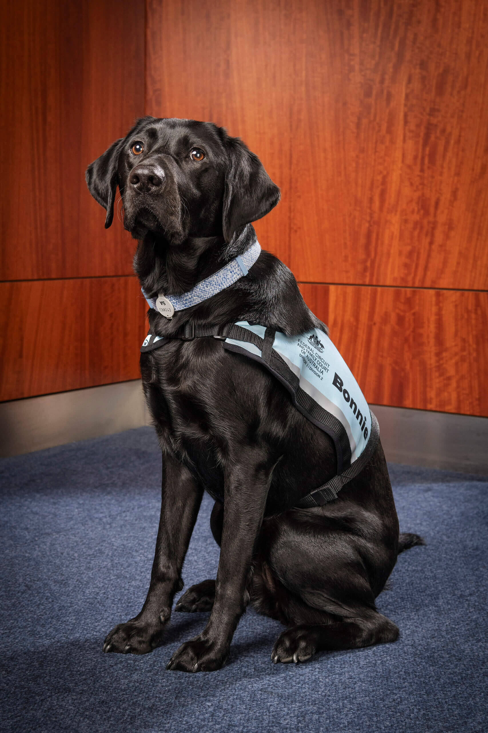 A black Labrador wearing a light blue harness that says Bonnie sits on a blue carpet in front of wooden-panelled walls, looking slightly upward.