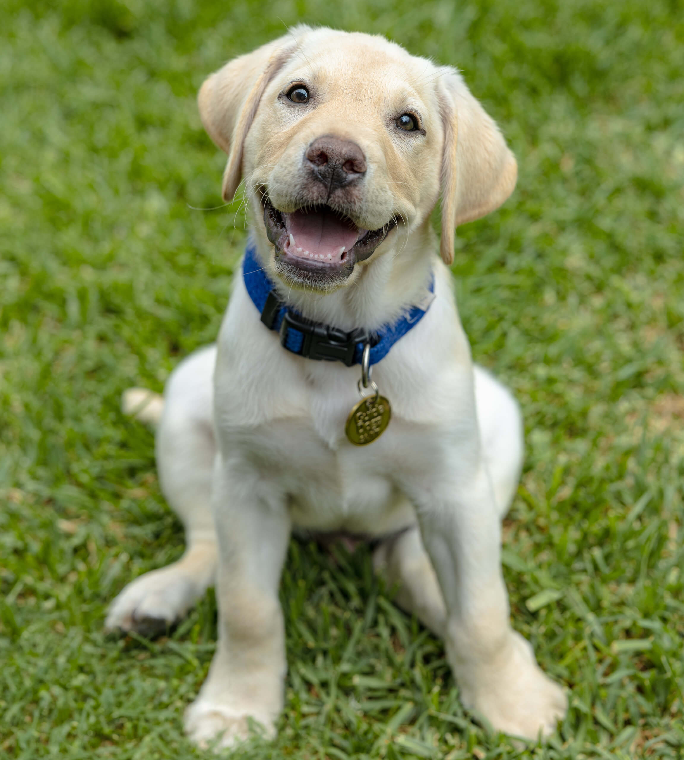 A happy yellow Labrador puppy with a blue collar and gold tag sits on green grass, looking up with its mouth open in a playful, joyful expression.