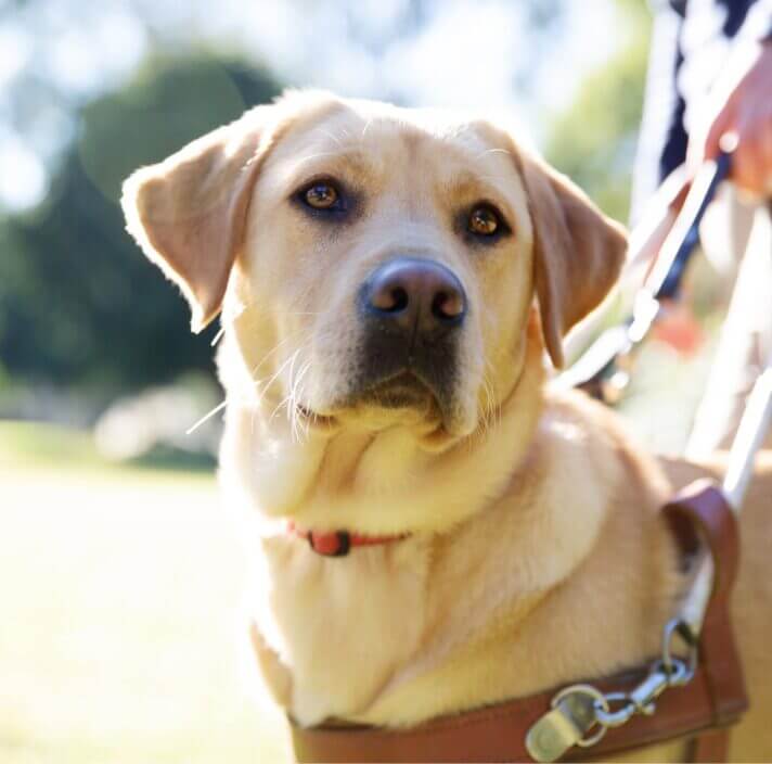 A yellow Labrador Retriever in a harness looks attentively ahead on a sunny day, held by a person’s hand on its lead as they stand together outdoors.