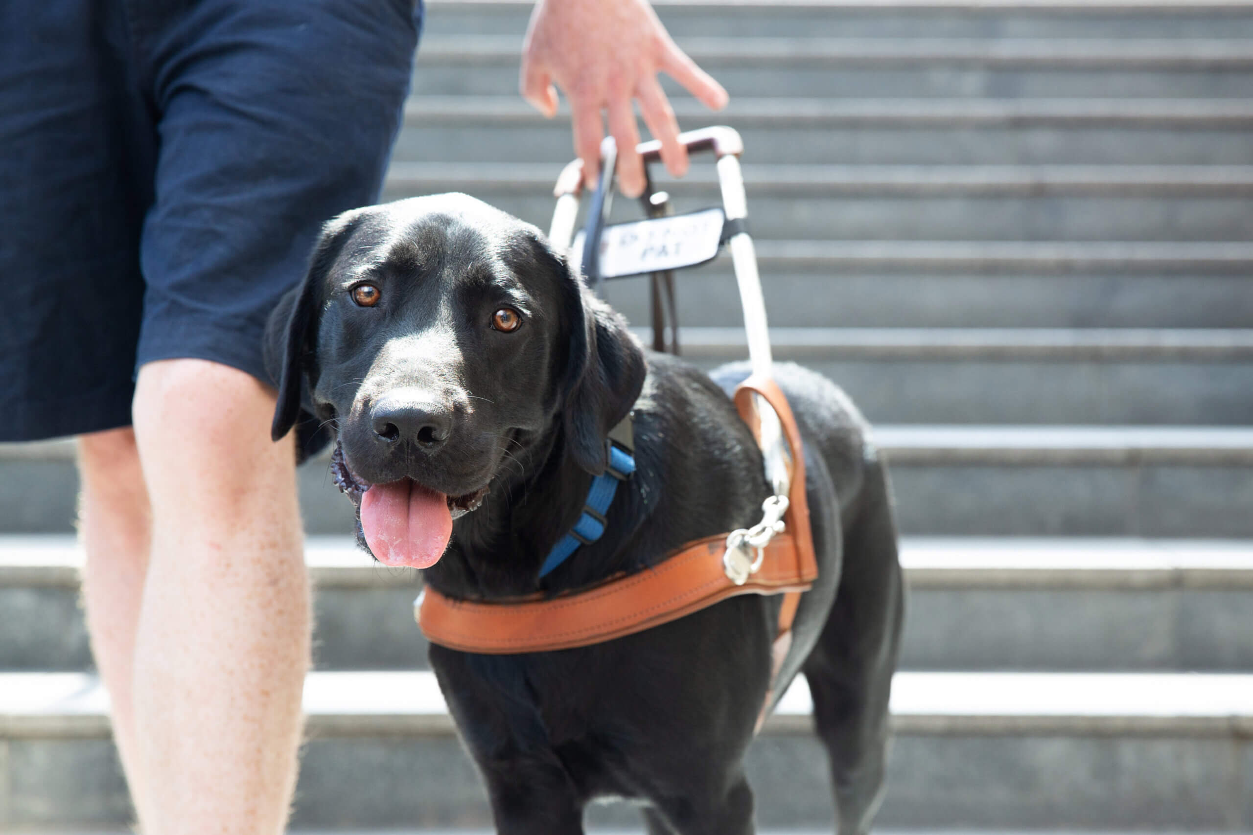 A black guide dog wearing a harness assists a person down a set of outdoor steps. The dog looks forward with its tongue out, whilst the person holds the handle of the harness.