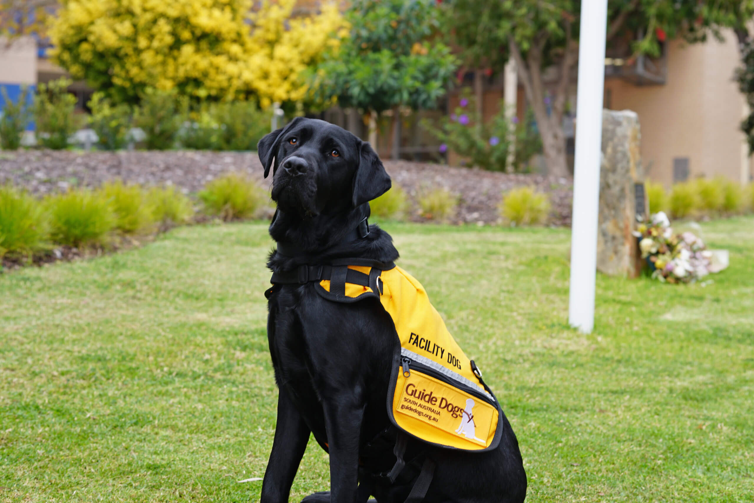 A black Labrador wearing a yellow Guide Dogs vest sits attentively on grass in a garden with trees and bushes in the background.
