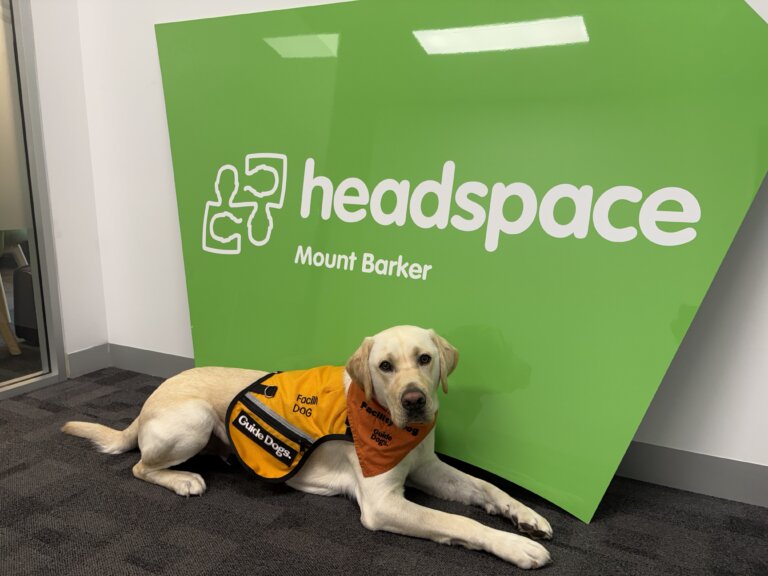 A yellow Labrador wearing an orange Guide Dogs vest lies on a grey carpet in front of a large green headspace Mount Barker sign inside an office.