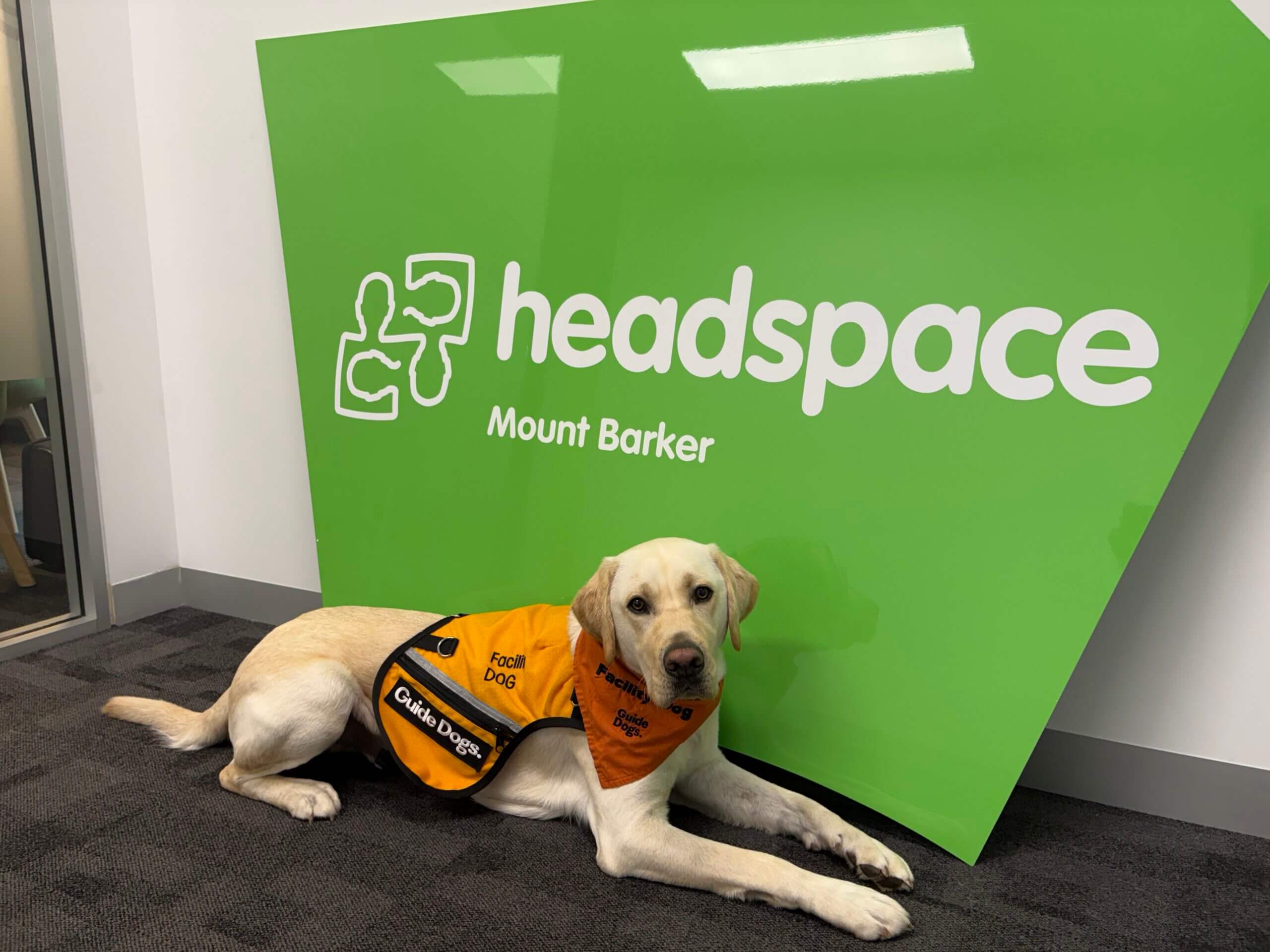 A yellow Labrador wearing an orange Guide Dogs vest lies on a grey carpet in front of a large green headspace Mount Barker sign inside an office.