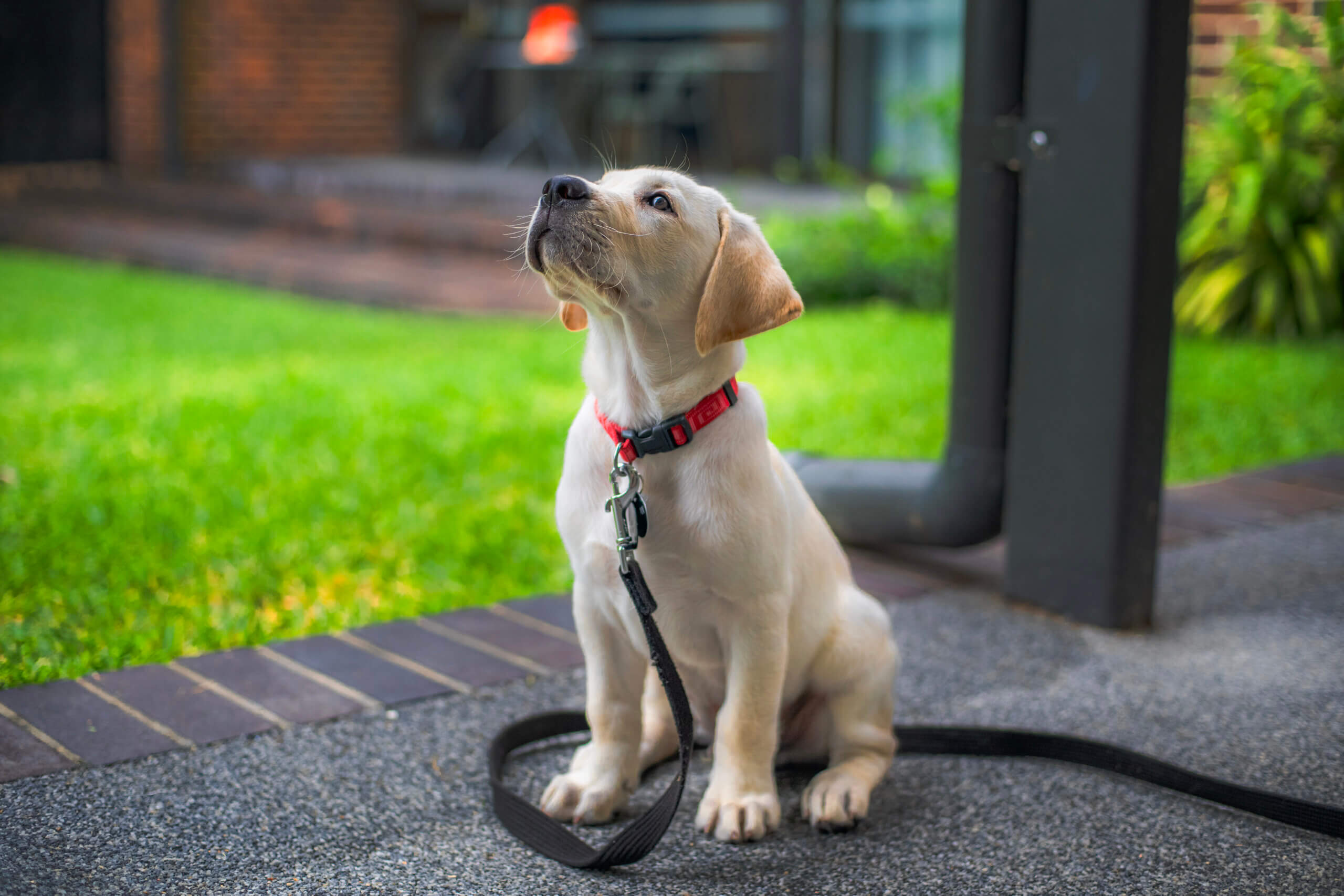 A yellow labrador puppy wearing a red collar sits on a pavement with a lead attached, looking up. Green grass and a building are visible in the background.