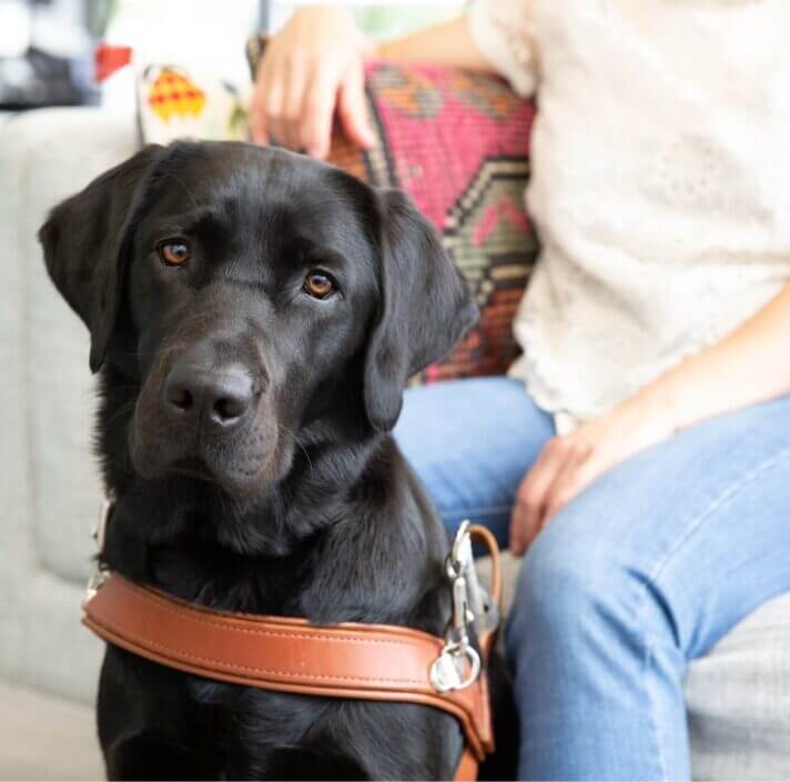 A black Labrador wearing a brown guide dog harness sits beside a person on a sofa. The person, casually dressed in a white top and blue jeans, rests their hand near the guide dog.