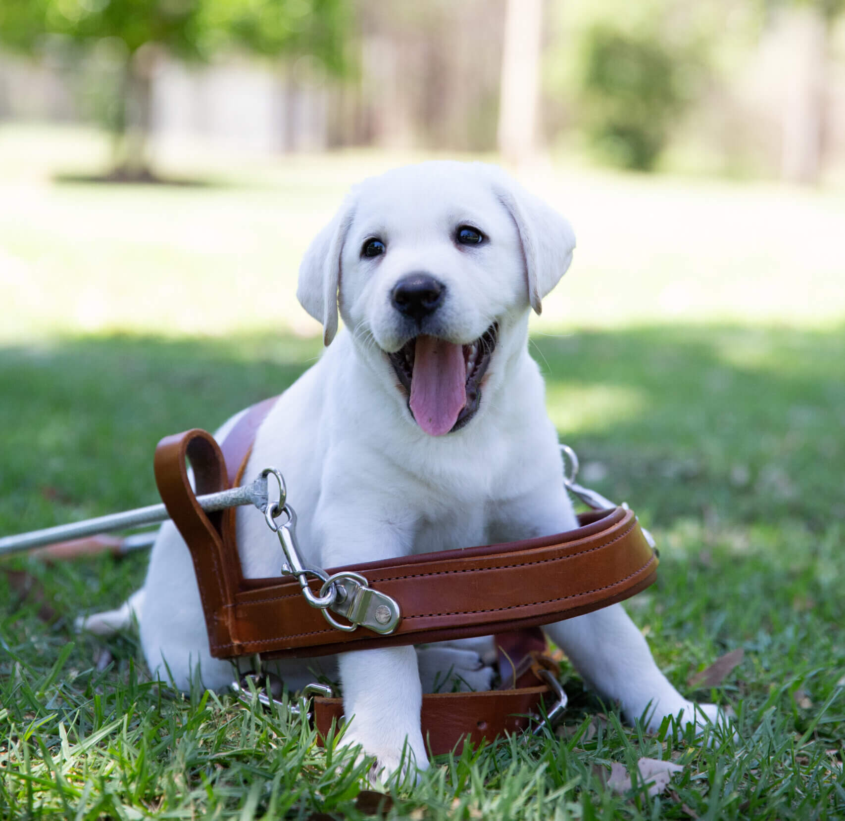 A happy white Labrador puppy sits on green grass, wearing a guide dog harness, with trees and sunlight in the background.