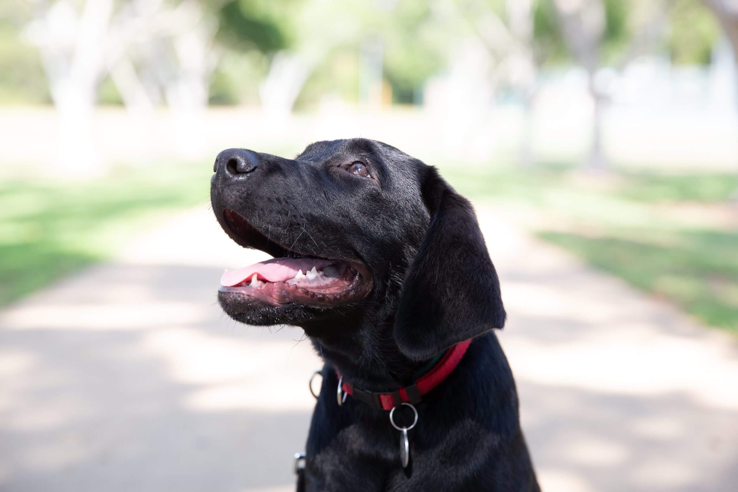 A black dog wearing a red collar sits on a sunlit path in an Adelaide park, looking up with its mouth open and tongue out. The background is blurred with green grass and trees—perfect for those seeking pet-friendly dog accommodation.
