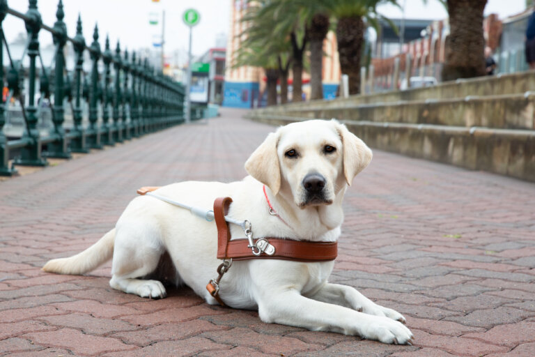 A yellow Labrador Retriever wearing a brown harness lies on a brick pavement beside a metal fence, looking at the camera, with palm trees and buildings in the background.