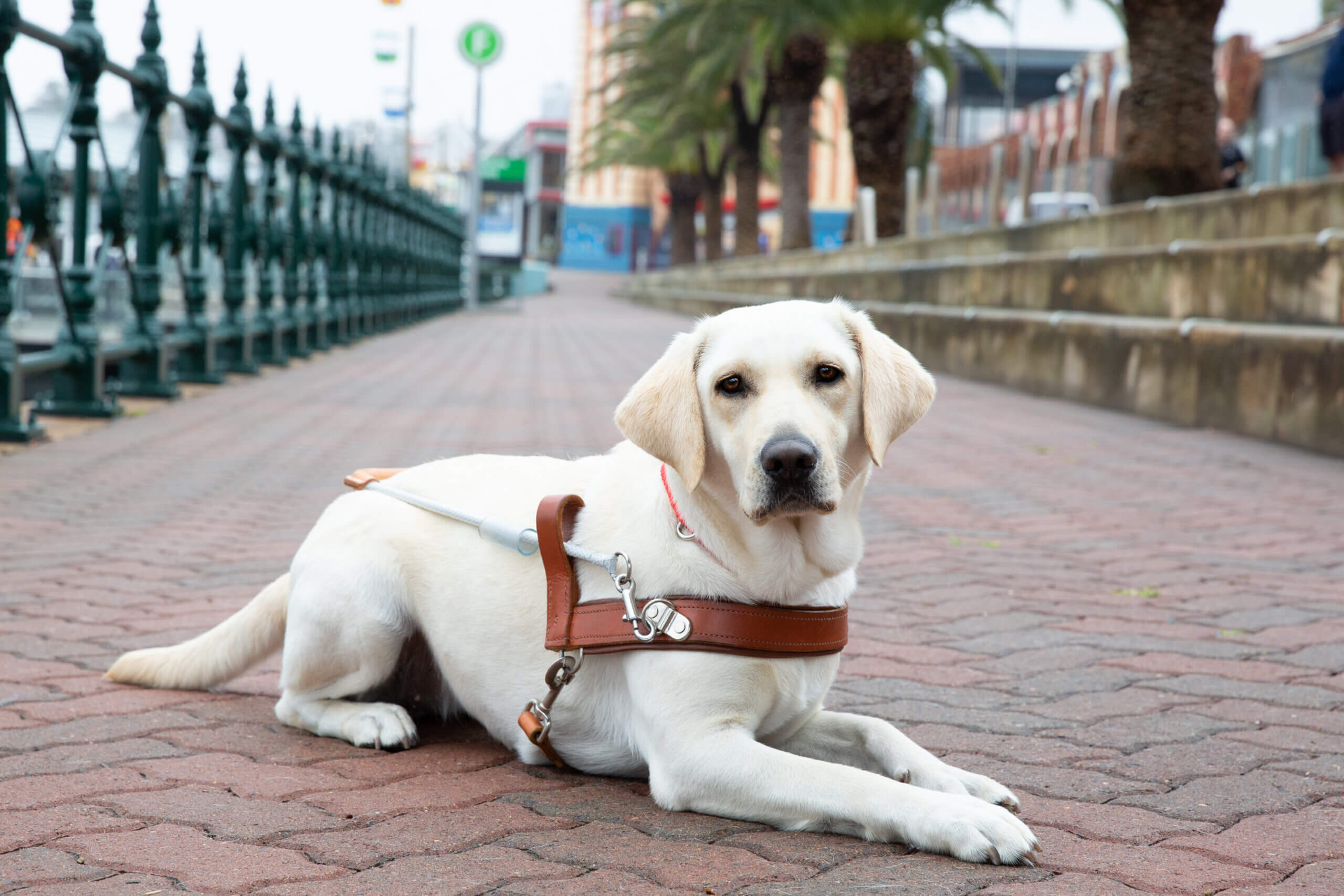 A yellow Labrador Retriever wearing a brown harness lies on a brick pavement beside a metal fence, looking at the camera, with palm trees and buildings in the background.