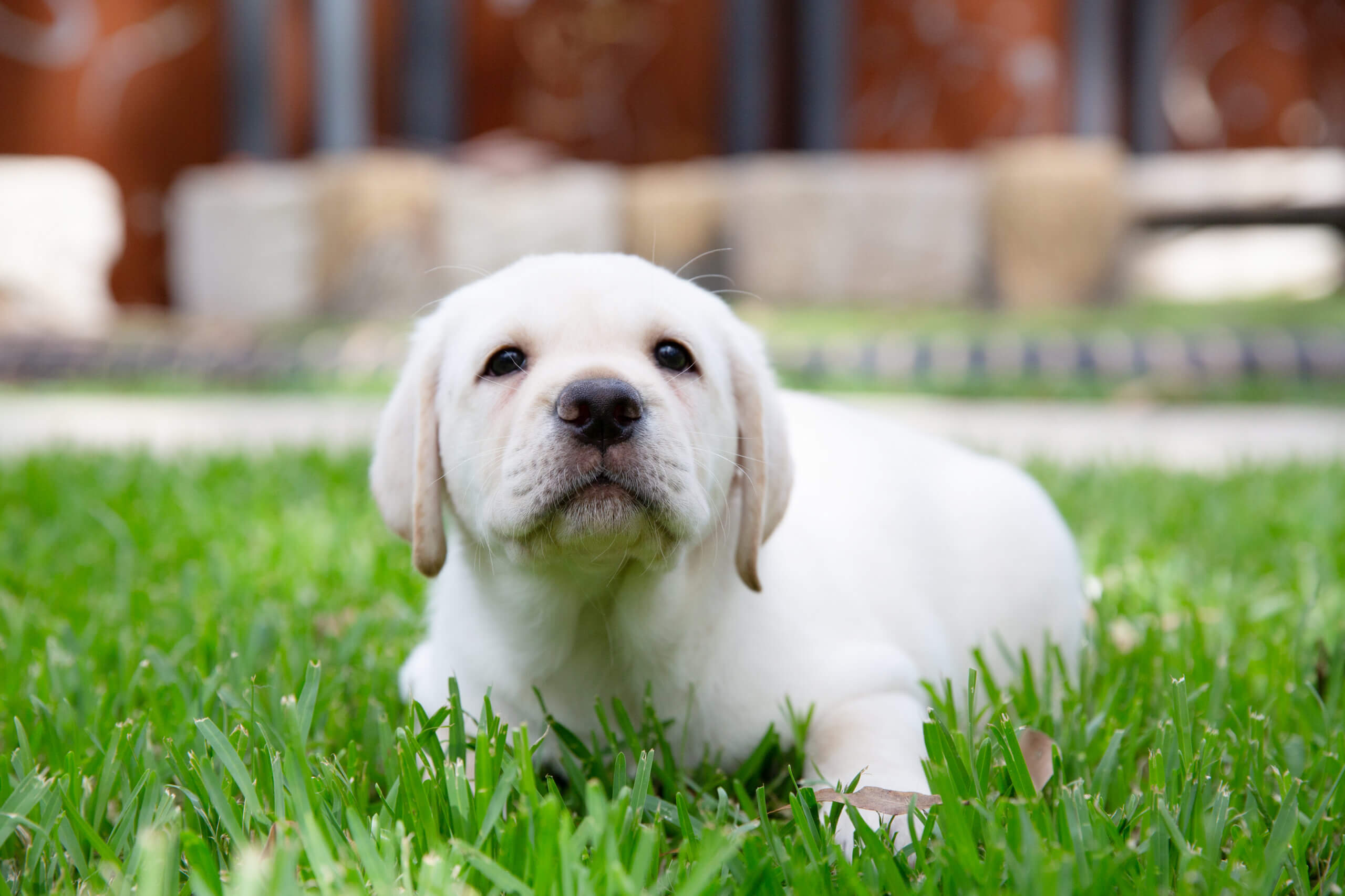 A young Labrador Retriever puppy with light fur lies on green grass, looking curiously at the camera. The background is softly blurred, suggesting an outdoor garden or garden setting.