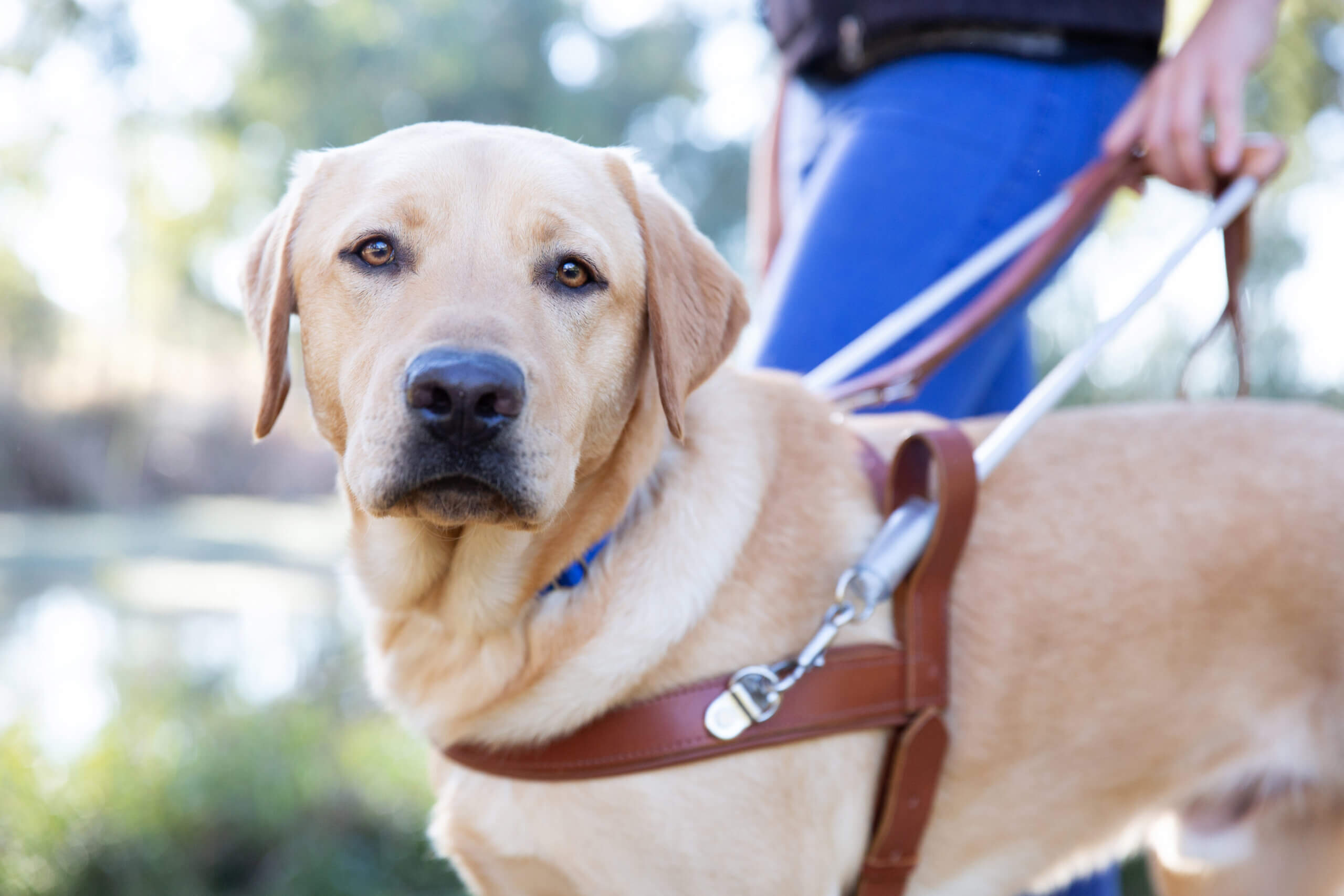 A yellow Labrador retriever wearing a harness stands outdoors, attached to a lead held by a person in blue jeans. The guide dog looks directly at the camera.