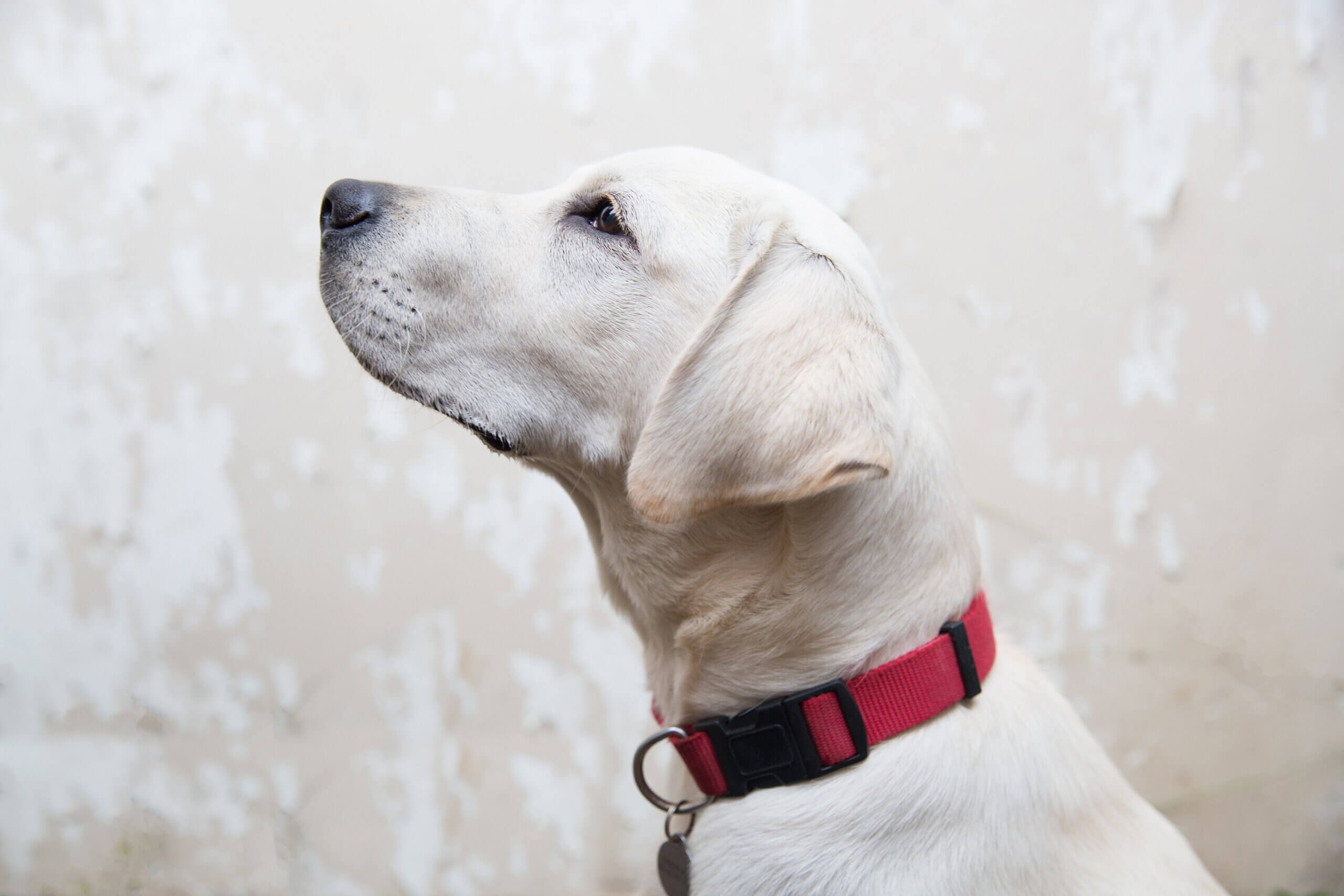 A yellow Labrador Retriever wearing a red collar looks upwards against a light, textured background.