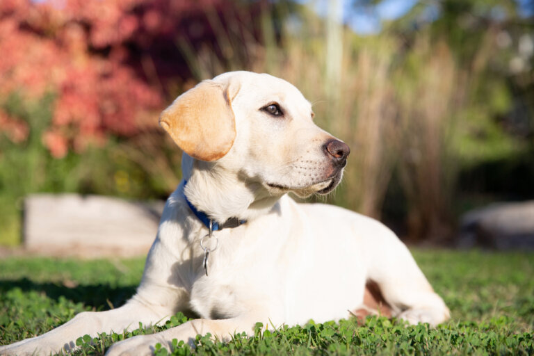 A yellow Labrador Retriever lies on green grass, looking alertly to the right. The background features blurred tall grasses and red foliage, with sunlight illuminating the dog's light fur.