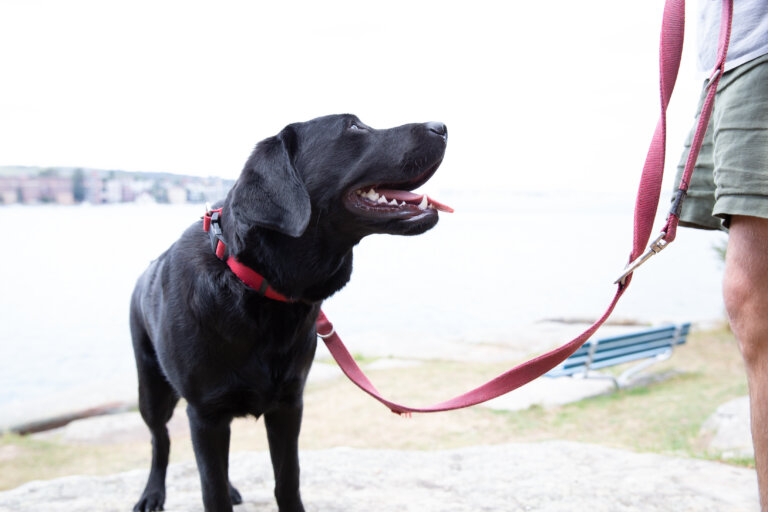 A black Labrador on a red lead stands outdoors, looking up at a person in shorts holding the lead. There is a blurred background with water, grass, and a bench.