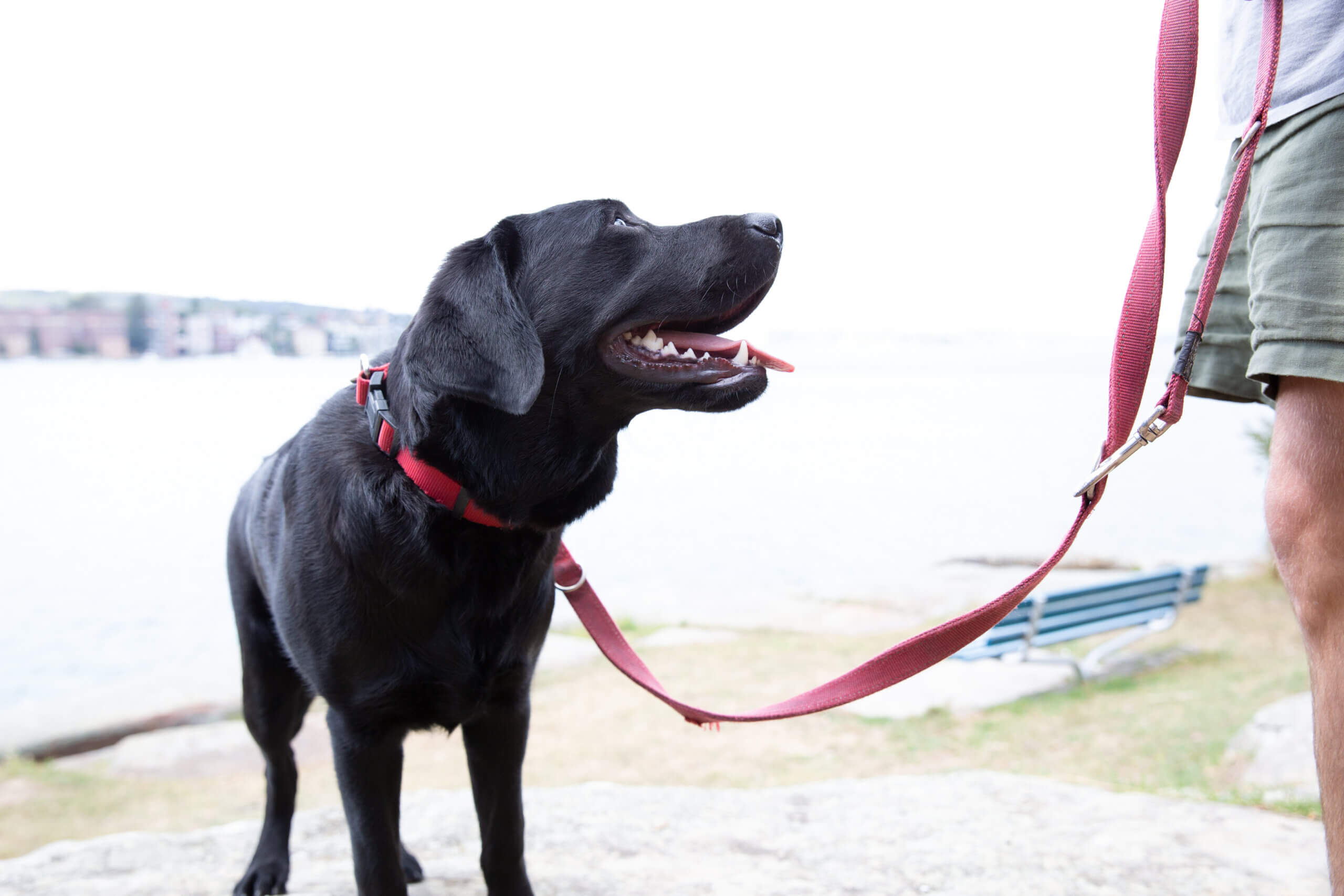A black Labrador on a red lead stands outdoors, looking up at a person in shorts holding the lead. There is a blurred background with water, grass, and a bench.