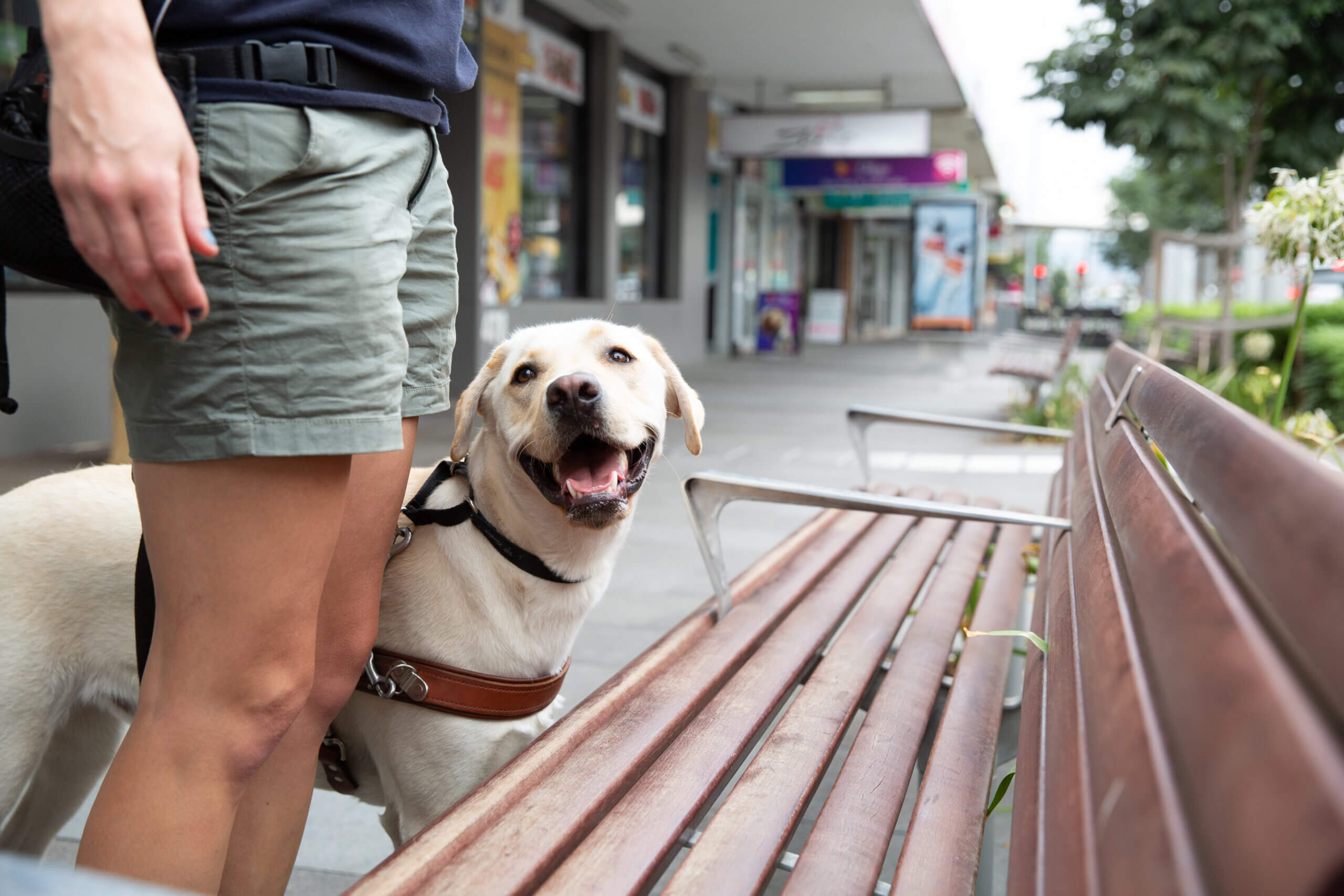 A yellow Labrador retriever wearing a harness stands beside a person in shorts on a pavement, looking up and smiling near a wooden bench in an urban setting.