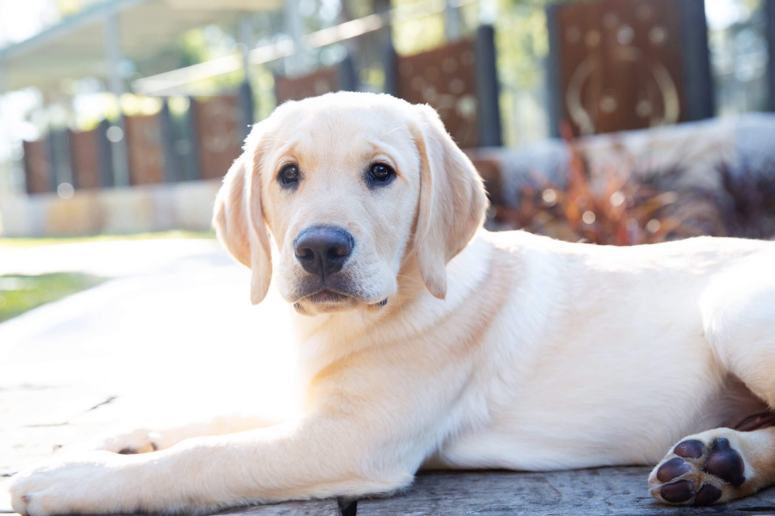 A yellow Labrador Retriever puppy lies on a wooden surface outdoors, looking directly at the camera with a calm and gentle expression. The background is bright and slightly blurred.