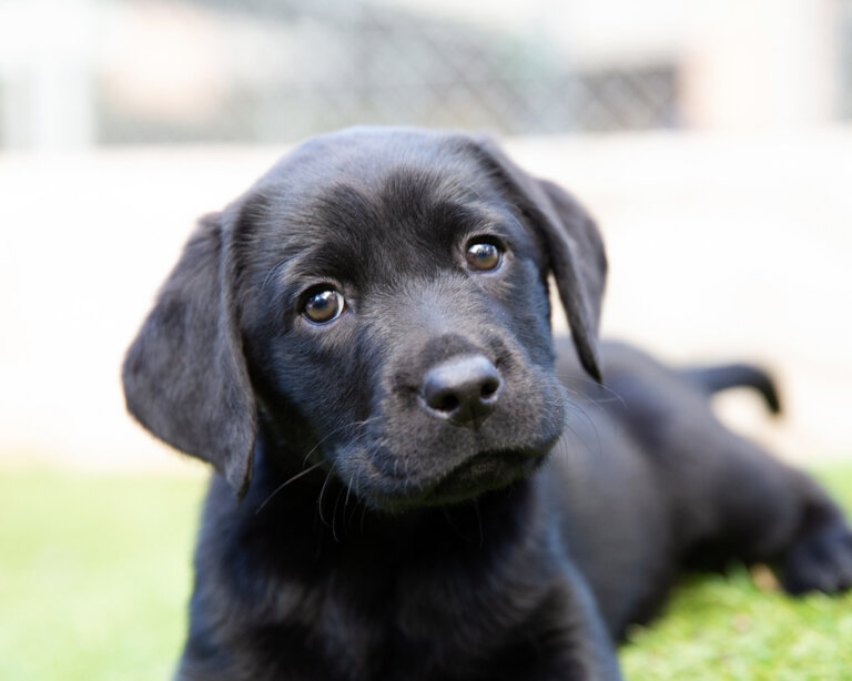 A close-up of a black Labrador Retriever puppy lying on the grass, looking up with curious, gentle eyes. The background is blurred, highlighting the puppy's face and expression.